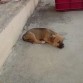 Dana descansando